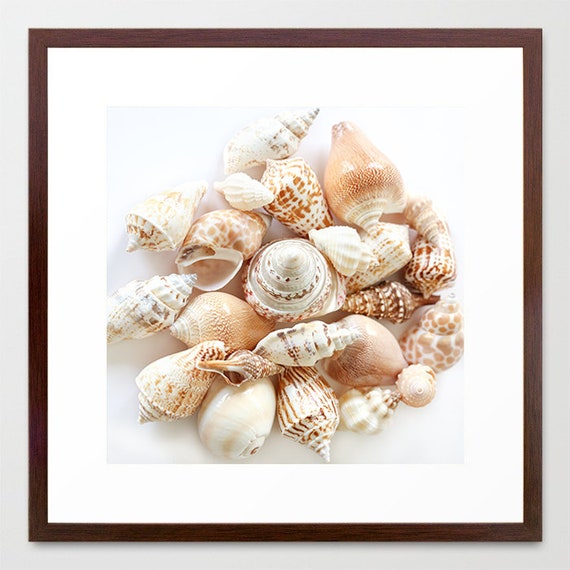 Seashell Photography- Nature Still Life, Seashell Print, Conch