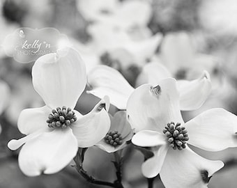 Black and White Flower Photography- Dogwood Flowers Photo, Nature Photography, Floral Art, Black White Spring Flowers Print, Modern Decor