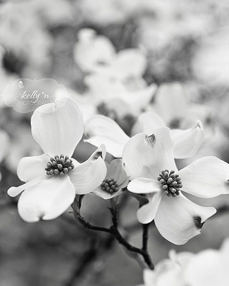 Black and White Flower Photography Dogwood Flowers Photo, Nature Photography, Floral Art, Black White Spring Flowers Print, Modern Decor image 1