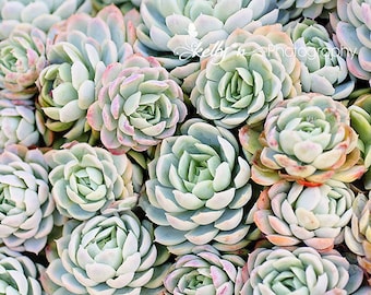 Succulents Photography- Echevaria Photo, Mint Green Blue Pink, Nature Photography, Botanical Print, Succulent Wall Art,