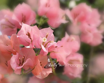Bougainvillea Photograph- Flower Photography, Pink Bougainvillea Print, Floral Wall Art, Botanical Print, Nature Photography, Spring Flowers