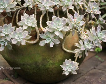 Nature Photography- Flowering Ghost Plant Photo, Plant Photography, Green, Mint, Soft Pink, Rustic Decor, Succulent Photo, Botanical Print