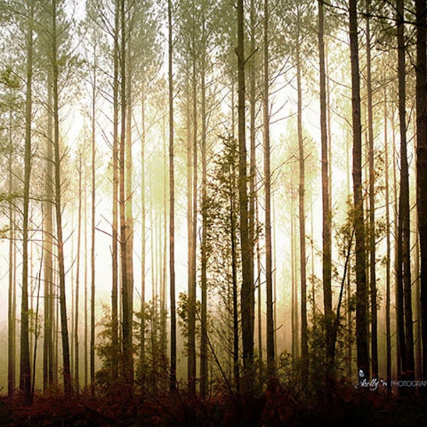 Tree Photography- Glowing Forest Print, Tall Pines Photo, Mysterious Mist, Foggy Light, Brown Gold Black, Arboreal Art, Nature Photography,