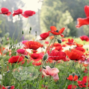 Poppy Photography- Nature Photography, Poppy Flower Photo, Poppy Field Print, Red Green Art, Floral Wall Art, Red Poppies Art, Flower Photo