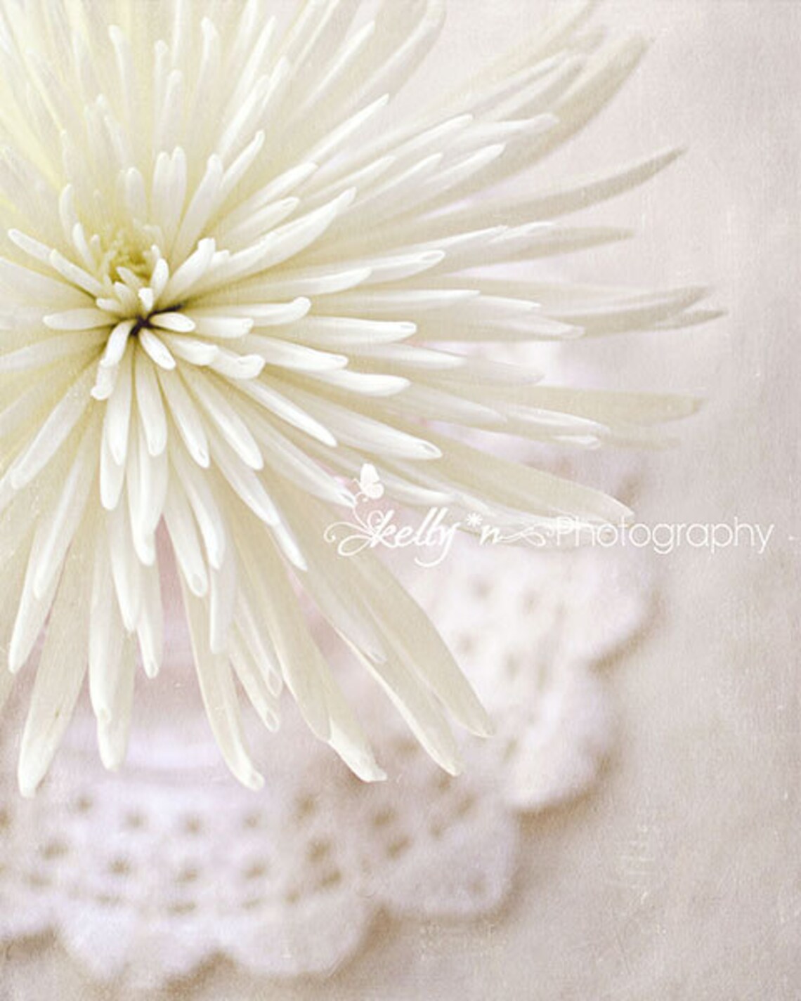 Flower Photography White Spider Mum Photo, Still Life Photo, White