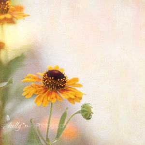 Flower Photography- Helenium Flowers Photo, Nature Photography, Floral Wall Art, Summer Flowers, Orange Yellow Pink, Sneezeweed Print