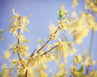 Forsythia Photograph- Nature Photography, Flower Photography Yellow Flower Art, Floral Wall Art, Yellow Decor, Spring Flowers Print