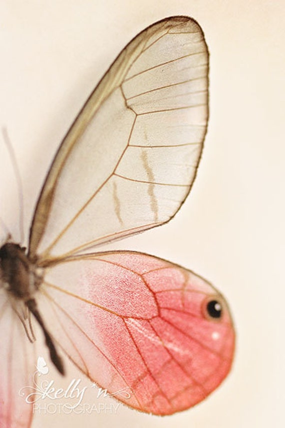 Schmetterling Fotografie Schmetterling Flugel Druck Rosa Etsy