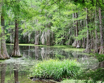 Landscape Photography- Cypress Trees Photograph, Sumter SC, Cypress in Water Print, Nature Photography, Green Brown Nature Decor, Tree Art