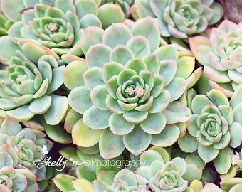 Succulents Print- Garden Photography, Echevaria Print, Nature Photography, Botanical Art, Plant Photo, Succulent Wall Art, Green Decor,