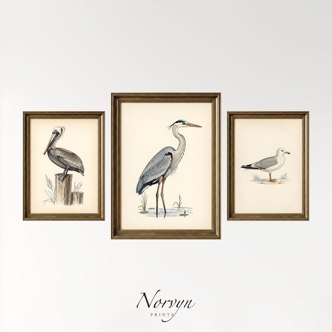 Vintage Coastal Bird Wall Art Set of 3, Printable Pelican Heron Seagull ...