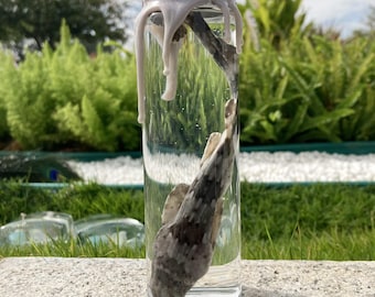 Ethically Sourced Dogfish Shark Wet Specimen Jar | Artificially Bred, Natural Death | Preserved Shark Display