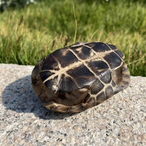 May include: A weathered turtle shell, displaying a dark brown and tan pattern. The shell's segmented design is visible, with a natural, organic aesthetic. The shell is resting on a light-coloured stone surface, with green grass in the background.