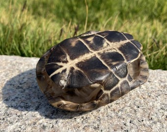Ethisch hergestellter Schildkrötenpanzer Natürlicher Tod Echte Tierknochen Curio Schrank Kuriosität Sammlung Display