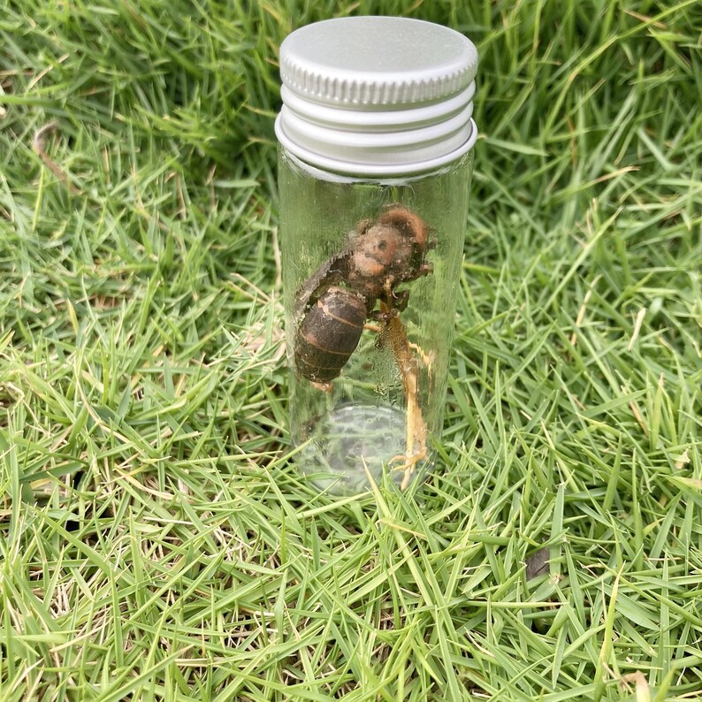 Real Cordyceps Wasp Specimen, Ethical Insect in Glass Vial - Etsy