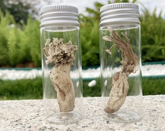 Prawdziwy okaz cykady Cordyceps, owad z gatunku grzyba zombie, ciekawostka etycznej taksydermii, gotycka dekoracja, biologia, sztuka