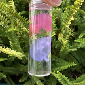以下が含まれることがあります： 銀色のキャップが付いた透明なガラスバイアルで、2匹の保存されたクラゲが入っています。1匹はピンク色、もう1匹は紫色です。背景は緑豊かなシダです。