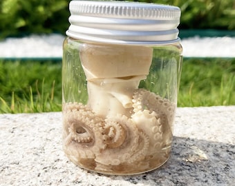 Ethically Sourced Octopus Wet Specimen Jar | Artificially Bred, Natural Death | Small Cephalopod Oddity Gift