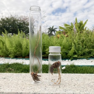 Äkta Cordyceps-getingsexemplar, etisk insekt i glasflaska