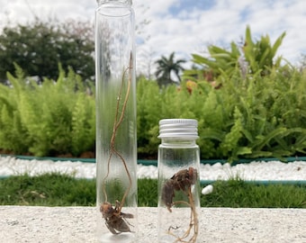 Esemplare autentico di vespa Cordyceps, insetto etico in fiala di vetro