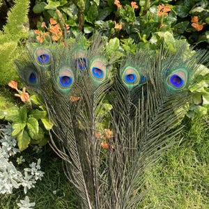 Peut inclure: Un ensemble de plumes de paon avec des motifs en forme d'yeux bleus, verts et dorés vibrants. Les plumes sont longues et fines, avec une base marron foncé. Le fond présente un feuillage vert luxuriant et des fleurs orange.