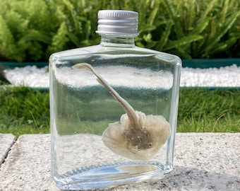 Ethically Sourced Stingray Wet Specimen Bottle | Artificially Bred, Natural Death | Small Ray Oddity Gift