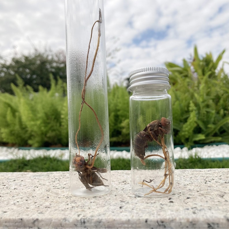 Real Cordyceps Wasp Specimen, Ethical Insect in Glass Vial - Etsy