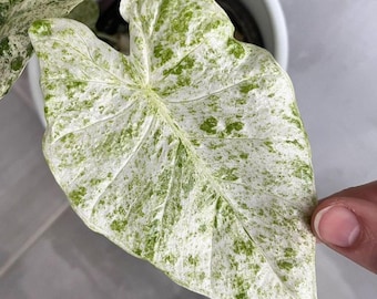 Alocasia Macrorrhiza Splash Cormos vivos para propagación