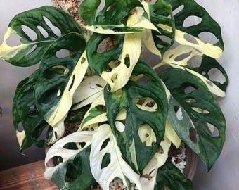 Monstera Adansonii Pstrokata sadzonka łodygi do rozmnażania Pstrokata Aroida