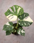 Monstera Albo Borsigiana Variegated Stem Cutting Unrooted Node for Propagation product logo