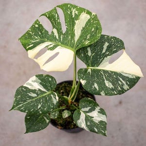 Op de afbeelding: Een bovenaanzicht van een Monstera-plant in een pot. De grote bladeren vertonen een opvallend patroon van groene en witte variegatie, met karakteristieke spleten. De plant staat in een zwarte pot tegen een effen, lichtgrijze achtergrond.