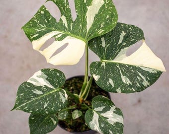 Monstera Albo Borsigiana Talea di stelo variegato nodo non radicato per la propagazione