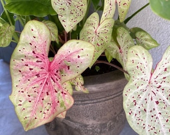 Caladium Miss Muffet Bollen Levende caladiumknollen Tropische bladplantvoortplanting