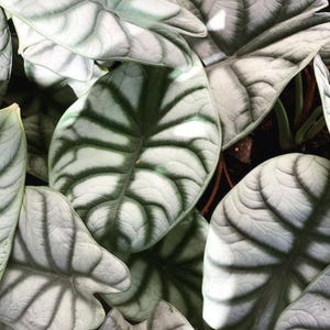 May include: Close-up of Alocasia Silver Dragon leaves. The leaves are a silvery-green color with dark green veining. The leaves have a unique, textured appearance and are arranged in a cluster.