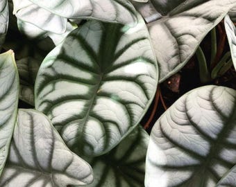 Alocasia Silver Dragon Lebende Knollen zur Vermehrung