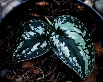 Esqueje de tallo oscuro de Scindapsus tricolor sin raíz, Pothos abigarrado raro