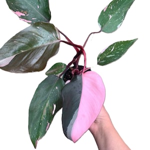 Puede incluir: Primer plano de una planta de Philodendron Pink Princess. La planta presenta hojas grandes en forma de corazón con un llamativo contraste de verde oscuro y rosa vibrante. Las hojas tienen un patrón moteado y los tallos son de color rojo intenso.
