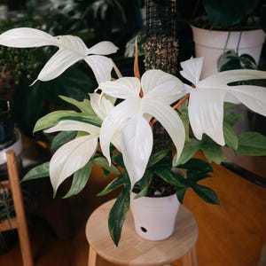 Filodendro Florida Ghost stelo taglio Aroid raro