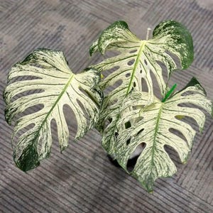 Pode incluir: Uma planta Monstera em close-up com folhas grandes e variegadas. As folhas são uma mistura de branco e verde, com um padrão único de folhas divididas. A planta está em vaso e está sobre uma superfície cinza.