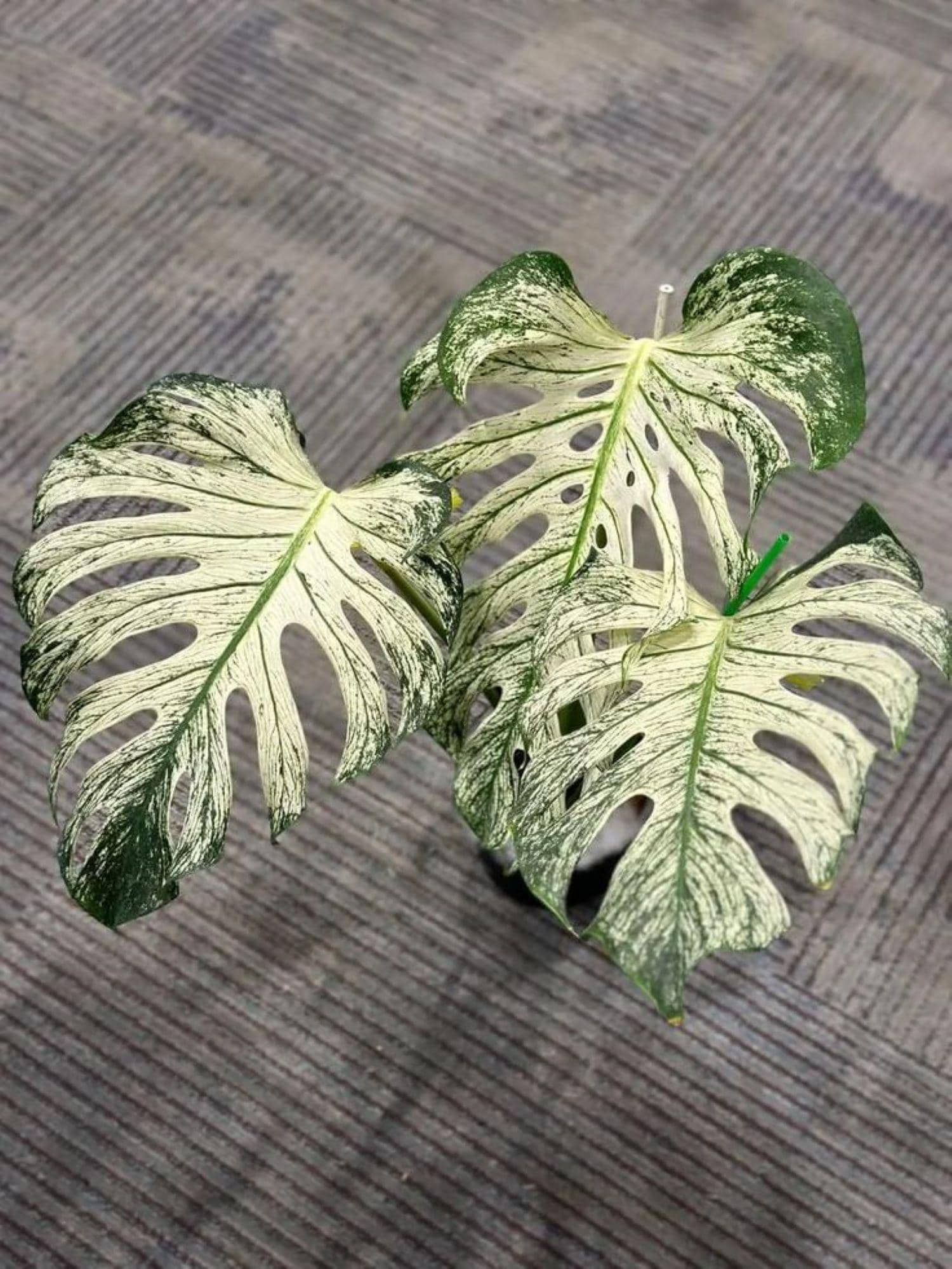 品種保証あり】Monstera Devil Monster モンステラデリシオーサ デビル 