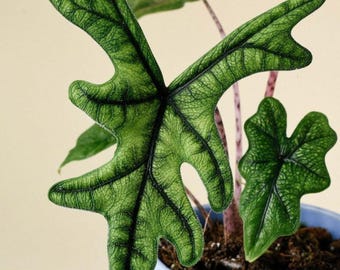 Alocasia Jacklyn Live Corm zur Vermehrung seltener tropischer Aroide