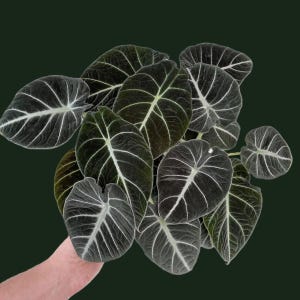 Alocasia Black Velvet: Cormos vivos para propagação (Aroid Jewel).