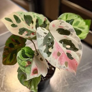 May include: Close-up of a potted plant with large, variegated leaves. The leaves display a mix of colors, including white, green, and pink, with water droplets on the surface. The plant is a houseplant.