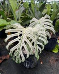 Monstera Devil Monster Plant Cutting Unrooted Tropical Aroid product logo