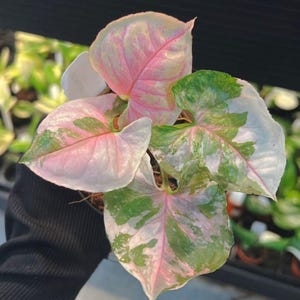 Coupe de tige de glace fraise rose Syngonium pour propagation aroïde panaché