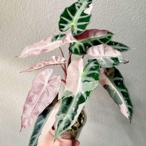 Cormus vivants panachés d'Alocasia bambino roses destinés à la multiplication