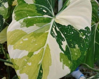 Philodendron Gloriosum Bonte wortelstokstek voor vermeerdering