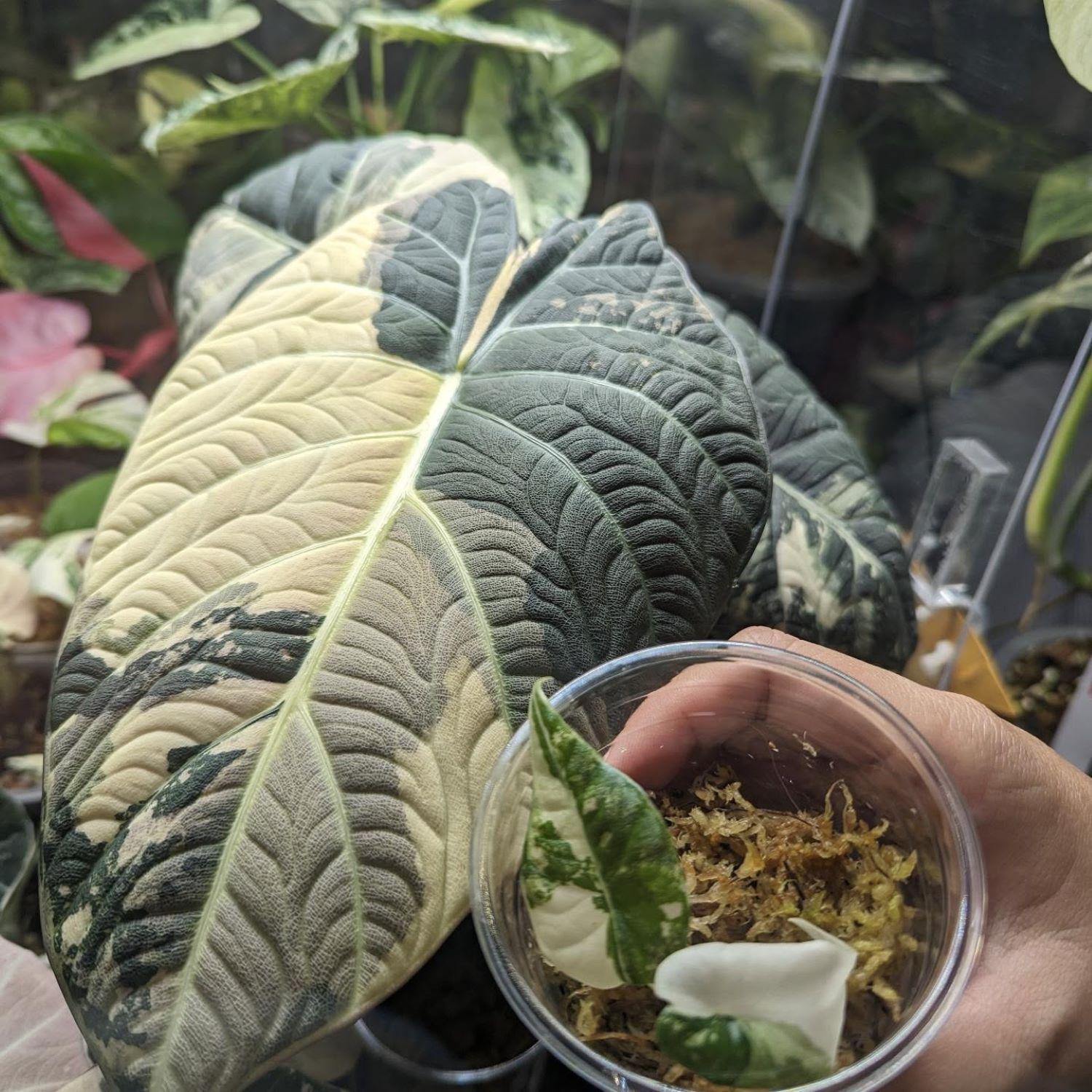 Anthurium variegated - Etsy 日本
