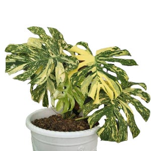 Pode incluir: Uma planta Monstera em vaso com folhas grandes e variegadas em tons de verde e amarelo. A planta está num vaso decorativo branco. As folhas têm divisões e buracos únicos, o que contribui para a aparência distinta da planta.
