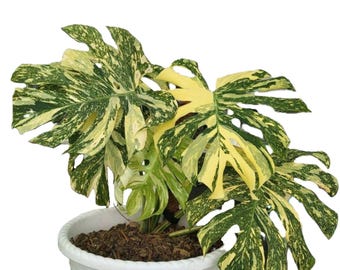 Monstera Thai Constellation Creme Brulee Stem Cutting